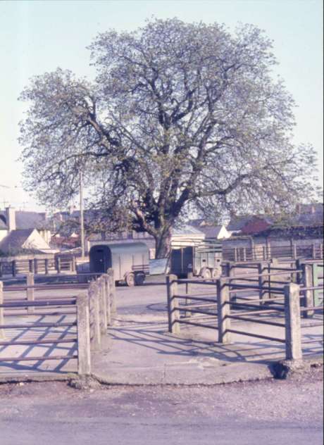 The old chestnut tree