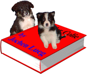 Two border collie pups sitting on a book