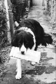 Old Tudor the border collie carrying a newspaper