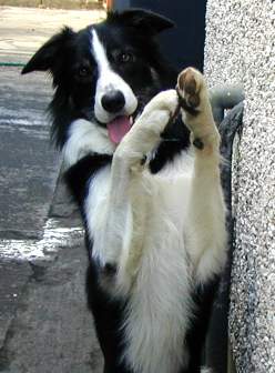 Tudor the border collie begging