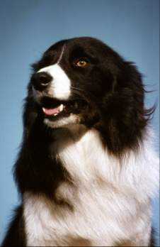 Old Beaky the border collie