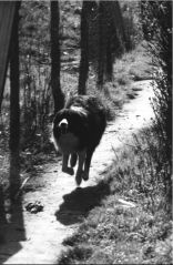 Running to the yard