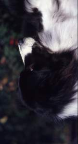 An upside down dog