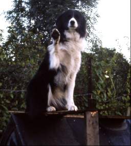 Tudor on his balcony