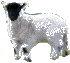 Flossie the lamb
