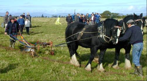 Two horses and two men