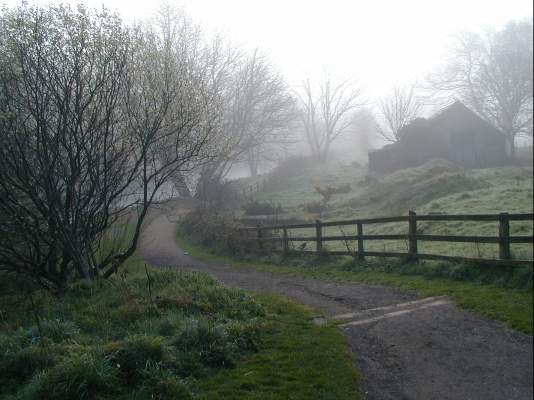 Misty morning