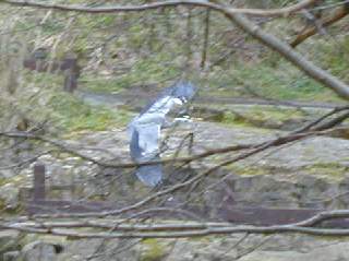 A passing heron