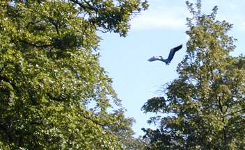 Watch out for the heron