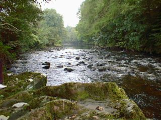 Broad stretch of river with trees