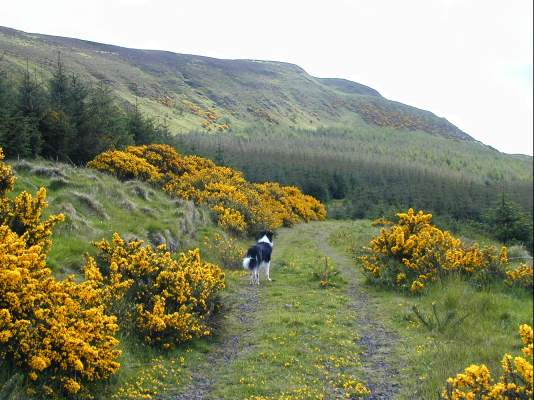 The slopes of Benevenagh, above Limavady