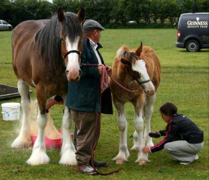 Grooming a horse