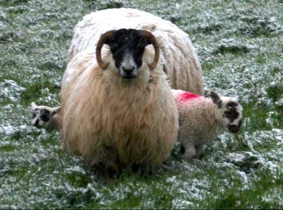 A yow in the snow