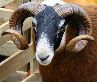 A ram at the Limavady Show
