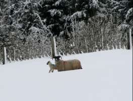 A yow in the snow