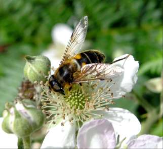 A Benevenagh bee