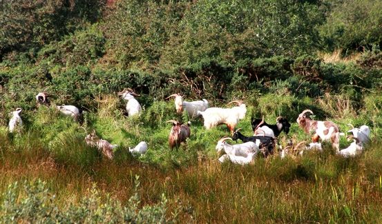Several wild goats