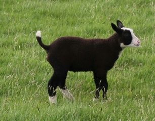 Is it a lamb? Is it a collie?