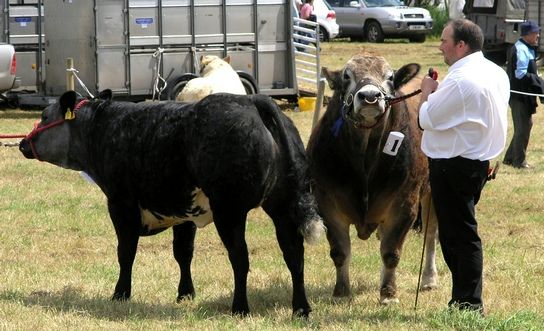 At the Limavady show