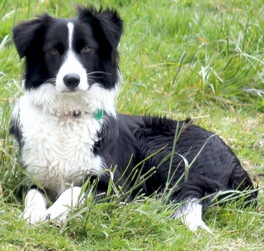 Jessie mthe Newshound