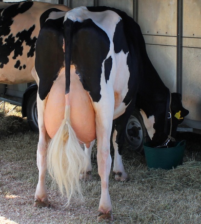 An udderly neat tail