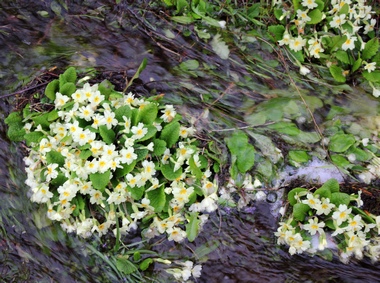 Drowning primroses