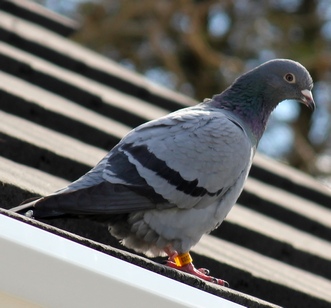 A lost bird