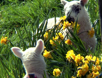 Lambs eating daffodils