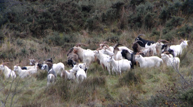 More goats on Benevenagh