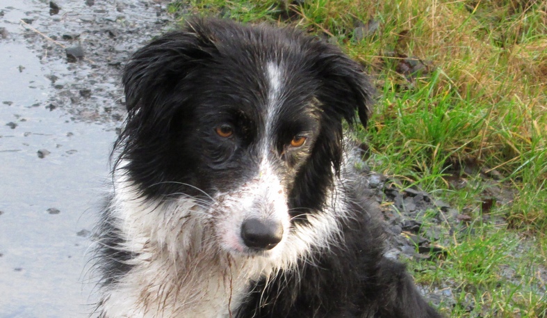 Jessie the news-hound