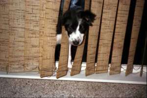 A small dog looking through a curtain