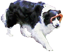 A Border Collie