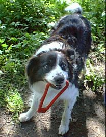 That Border Collie look!