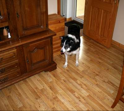 Just look at that floor! thinks the border collie