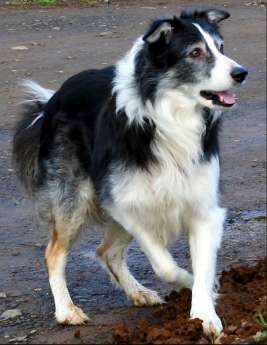 The border collie Tudor looking well