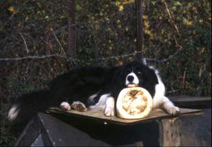 Tudor the border collie: This ball is mine