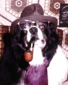 A border collie smoking a pipe