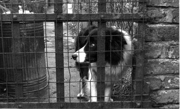 Old Tudor the border collie at another gate