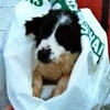Pup in a bag