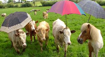 Some cows with umbrellas