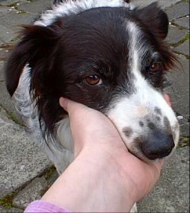 Tudor the border collie
