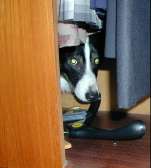Tudor in a wardrobe