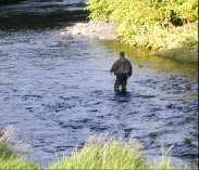 A fisherman standing in the Roe at the bend near the Country Park center