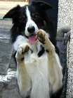 Tudor the news hound