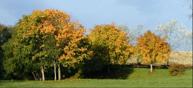 Autumn coloured trees in the Country Park