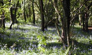 Blue bells in the forest