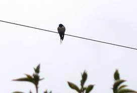 A swallow resting on a wire
