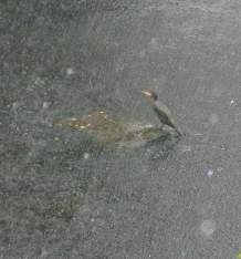 Cormorant in the rain