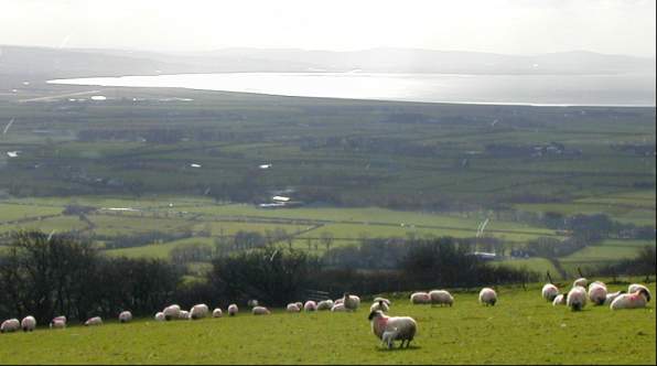 A new-born lamb