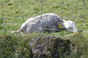 A calf